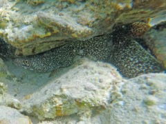Spotted Moray Eel (4'?)